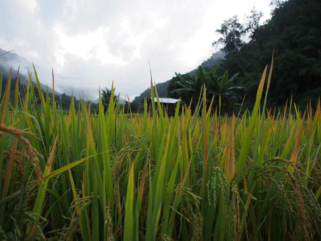 Kowitfarmstay Ban Mae Pan Noi Екстериор снимка