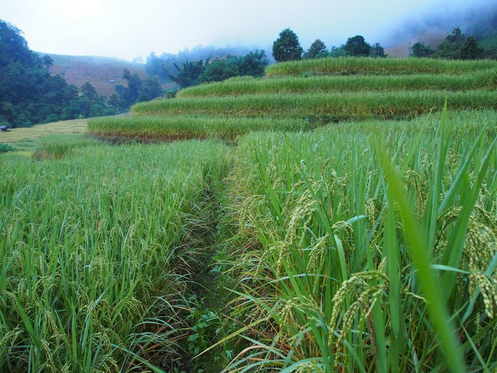 Kowitfarmstay Ban Mae Pan Noi Екстериор снимка